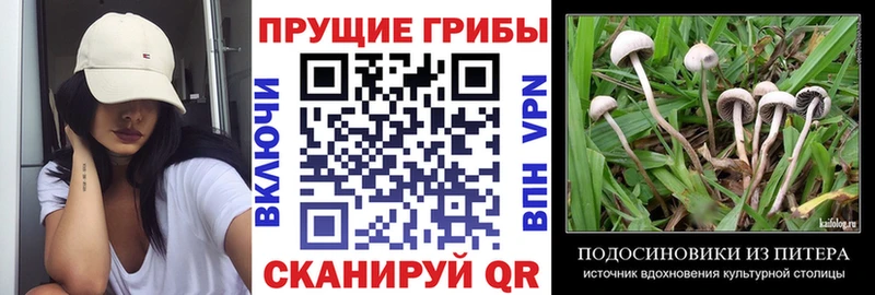 Купить закладки  Светлый  Галлюциногенные грибы GOLDEN TEACHER 